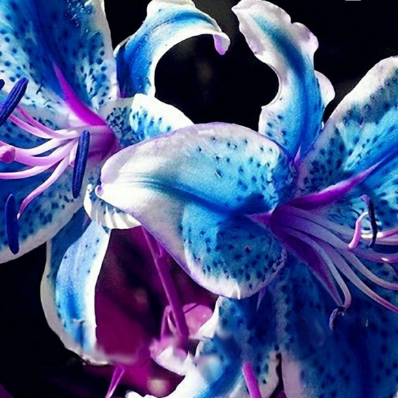 Meet your Posher, Lona - Picture 1 of 1